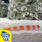 Pinkbar Goby 